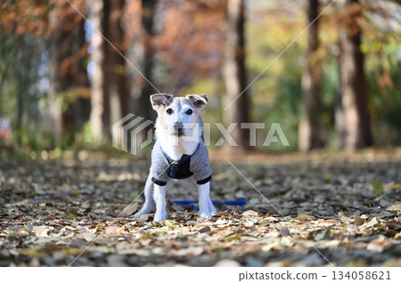 Jack Russell Terrier 134058621