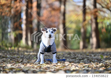 傑克羅素梗犬 134058622