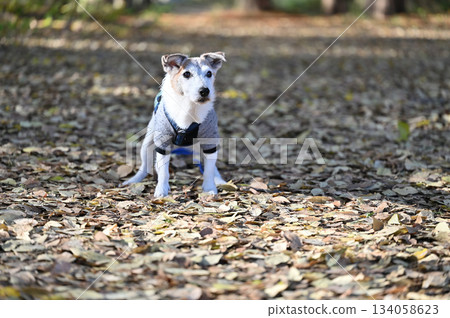 傑克羅素梗犬 134058623