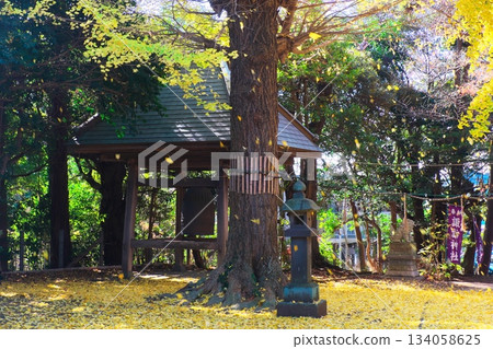 秋日里，諏訪神社的銀杏葉隨風搖曳。 134058625