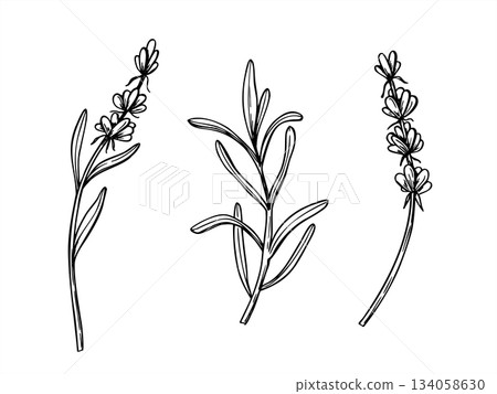 Vector lavender or rosemary branches with flowers and leaves clip art vector isolated illustration. Scented wildflowers set painted by black inks. Floral elements for greeting cards, digital blog 134058630
