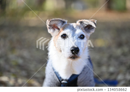 Jack Russell Terrier 134058662