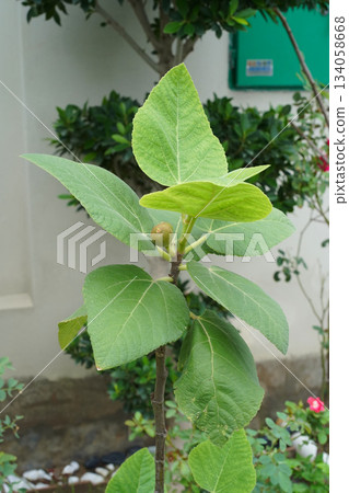A young fig tree with fruit and healthy, large green leaves grows in a front garden. It's an upright, neat, and beautiful fruit tree with round berries. Close-up, vertical photo, natural background. A young fig tree with fruit and healthy, large green leaves grows in a front garden. It's an upright, neat, and beautiful fruit tree with round berries. Close-up, vertical photo, natural background. 134058668