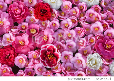 Beautiful camellia flowers at Reikanji Temple in Kyoto during the spring special viewing period (Sakyo Ward, Kyoto City, Kyoto Prefecture) Beautiful camellia flowers at Reikanji Temple in Kyoto during the spring special viewing period (Sakyo Ward, Kyoto City, Kyoto Prefecture) 134058691