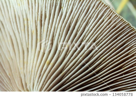 Close-up view of mushroom gills, linear patterns in soft creamy tones, copy space Close-up view of mushroom gills, linear patterns in soft creamy tones, copy space 134058778