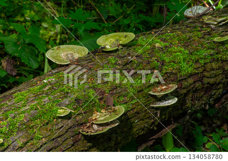 Forest log covered in green moss and mushrooms during daylight hours in a natural setting 134058780