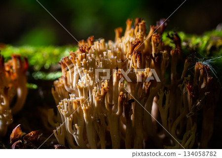 The genus Ramaria comprises approximately 200 species of coral fungi. Several, such as Ramaria flava, are edible, though they are easily confused with several mildly poisonous species The genus Ramaria comprises approximately 200 species of coral fungi. Several, such as Ramaria flava, are edible, though they are easily confused with several mildly poisonous species 134058782