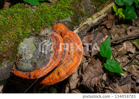 Fomitopsis pinicola, is a stem decay fungus common on softwood and hardwood trees. Its conk fruit body is known as the red-belted conk. The species is common throughout temperate Europe and Asia Fomitopsis pinicola, is a stem decay fungus common on softwood and hardwood trees. Its conk fruit body is known as the red-belted conk. The species is common throughout temperate Europe and Asia 134058783