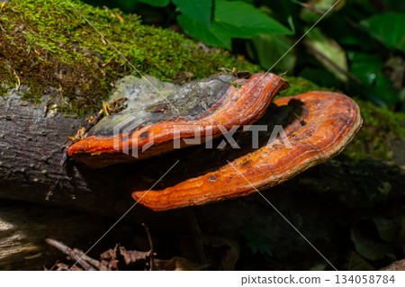 Fomitopsis pinicola, is a stem decay fungus common on softwood and hardwood trees. Its conk fruit body is known as the red-belted conk. The species is common throughout temperate Europe and Asia Fomitopsis pinicola, is a stem decay fungus common on softwood and hardwood trees. Its conk fruit body is known as the red-belted conk. The species is common throughout temperate Europe and Asia 134058784