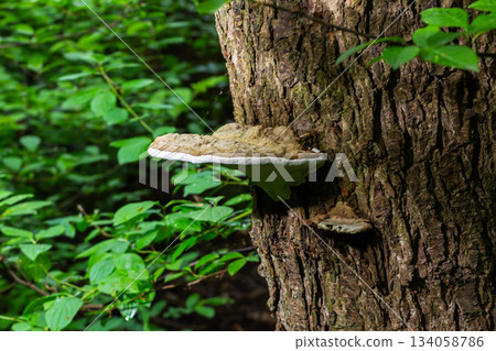 Fomitopsis pinicola, is a stem decay fungus common on softwood and hardwood trees. Its conk fruit body is known as the red-belted conk. The species is common throughout temperate Europe and Asia Fomitopsis pinicola, is a stem decay fungus common on softwood and hardwood trees. Its conk fruit body is known as the red-belted conk. The species is common throughout temperate Europe and Asia 134058786