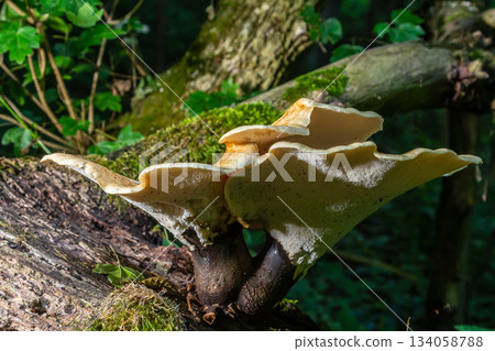 Cerioporus squamosus, also known as Pheasant's back mushrooms and dryad's saddle, is a basidiomycete bracket fungus found growing on dead trees Cerioporus squamosus, also known as Pheasant's back mushrooms and dryad's saddle, is a basidiomycete bracket fungus found growing on dead trees 134058788
