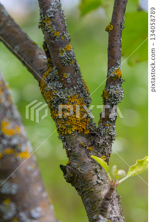 Orange lichen, yellow scale, maritime sunburst lichen or shore lichen Xanthoria parietina is a foliose or leafy lichen. Intensive color of structures on twigs of a tree 134058789