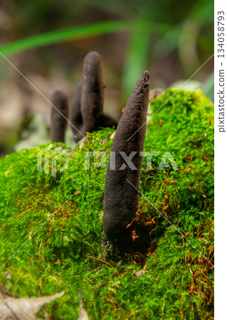 Xylaria polymorpha mushrooms growing on moss in a forest underbrush during late afternoon Xylaria polymorpha mushrooms growing on moss in a forest underbrush during late afternoon 134058793