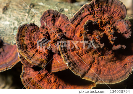Detailed close-up of Hymenochaete rubiginosa growing on decaying wood in a forest ecosystem during autumn Detailed close-up of Hymenochaete rubiginosa growing on decaying wood in a forest ecosystem during autumn 134058794