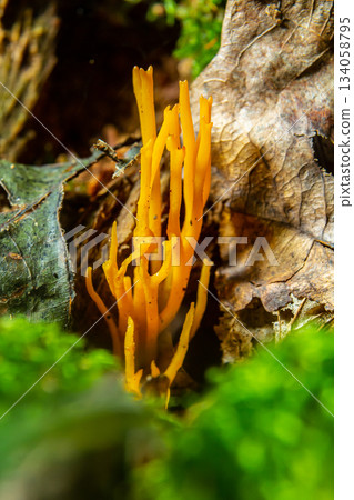 Bright yellow Calocera viscosa emerging from the forest floor, showcasing its unique coral-like structure among moss and leaves 134058795
