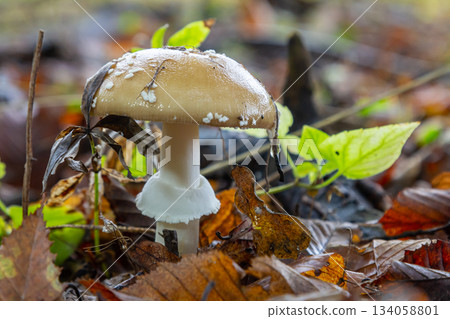 The Amanita pantherina, or the Panther Cap, a beautiful and iconic mushroom. A muted relative of the Amanita muscaria or fly agaric, its cap features a bold pattern The Amanita pantherina, or the Panther Cap, a beautiful and iconic mushroom. A muted relative of the Amanita muscaria or fly agaric, its cap features a bold pattern 134058801