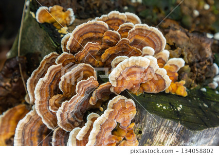 Hymenochaete rubiginosa growing on decaying wood in a forest habitat during a humid summer day Hymenochaete rubiginosa growing on decaying wood in a forest habitat during a humid summer day 134058802