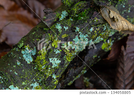Colorful Parmelia sulcata lichen growing on a decaying branch in a forest environment during early morning light Colorful Parmelia sulcata lichen growing on a decaying branch in a forest environment during early morning light 134058805