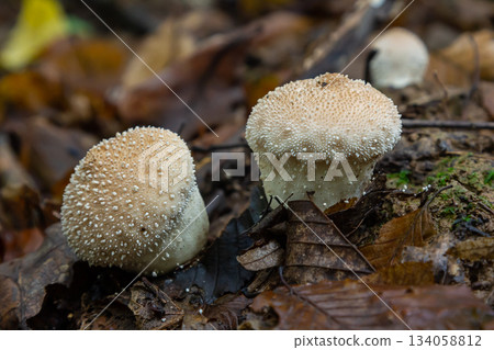 A detailed view of a Lycoperdon perlatum mushroom, also known as the common puffball, sitting on the forest floor. Its textured, round shape contrasts with the earthy surroundings 134058812