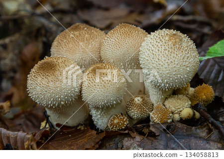 A detailed view of a Lycoperdon perlatum mushroom, also known as the common puffball, sitting on the forest floor. Its textured, round shape contrasts with the earthy surroundings A detailed view of a Lycoperdon perlatum mushroom, also known as the common puffball, sitting on the forest floor. Its textured, round shape contrasts with the earthy surroundings 134058813