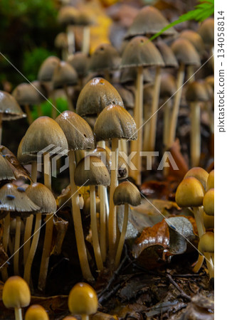 Sulphur tuft, Hypholoma fasciculare, or clustered woodlover on a dead tree Sulphur tuft, Hypholoma fasciculare, or clustered woodlover on a dead tree 134058814