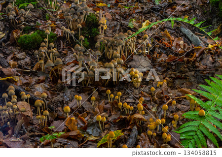 Sulphur tuft, Hypholoma fasciculare, or clustered woodlover on a dead tree Sulphur tuft, Hypholoma fasciculare, or clustered woodlover on a dead tree 134058815