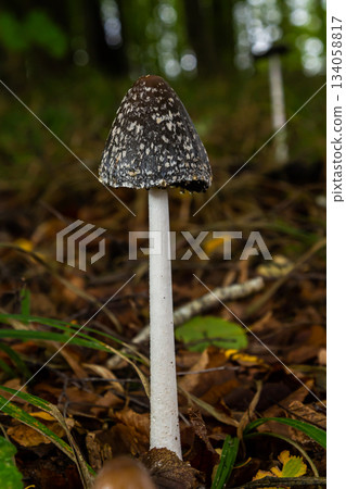 Coprinopsis Picacea also known as Magpie fungus poisonous mushroom in forest Coprinopsis Picacea also known as Magpie fungus poisonous mushroom in forest 134058817