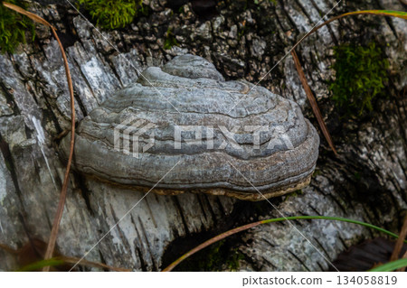 Fomitopsis pinicola, is a stem decay fungus common on softwood and hardwood trees. Its conk fruit body is known as the red-belted conk. The species is common throughout temperate Europe and Asia 134058819