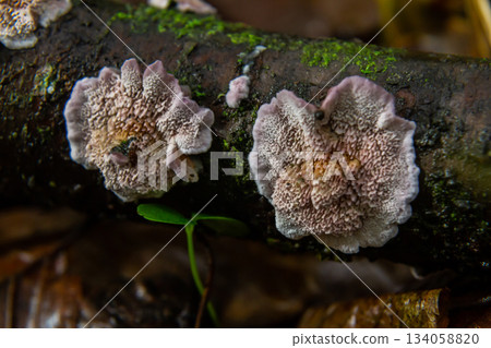 Unique Xylodon fungi found on log in lush forest habitat showcasing intricate textures and natural beauty 134058820