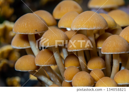 A cluster of bright yellow mushrooms is growing closely together A cluster of bright yellow mushrooms is growing closely together 134058821