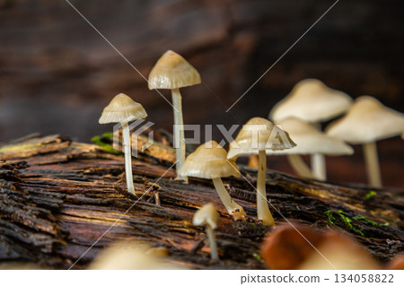 Mushrooms Psathyrella and Mycena galericulata growing on decaying wood in a forest setting during autumn 134058822