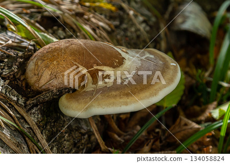 Fomitopsis pinicola, is a stem decay fungus common on softwood and hardwood trees. Its conk fruit body is known as the red-belted conk. The species is common throughout temperate Europe and Asia Fomitopsis pinicola, is a stem decay fungus common on softwood and hardwood trees. Its conk fruit body is known as the red-belted conk. The species is common throughout temperate Europe and Asia 134058824