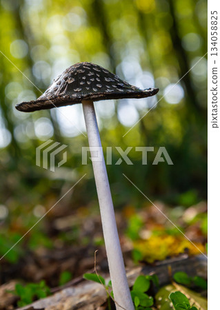Coprinopsis Picacea also known as Magpie fungus poisonous mushroom in forest Coprinopsis Picacea also known as Magpie fungus poisonous mushroom in forest 134058825