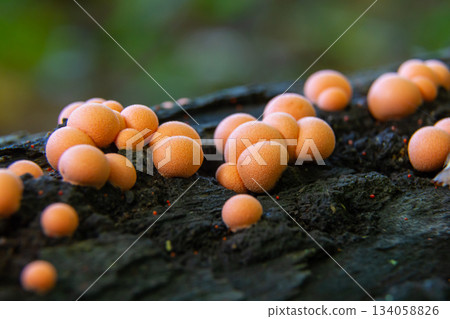 Lycogala epidendrum, commonly known as wolf's milk slime mold, clusters on decaying wood in a forest setting during the humid months of summer Lycogala epidendrum, commonly known as wolf's milk slime mold, clusters on decaying wood in a forest setting during the humid months of summer 134058826