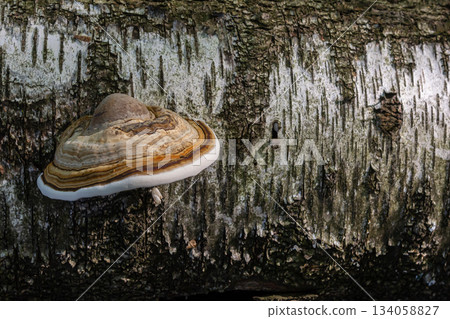 Fomitopsis pinicola, is a stem decay fungus common on softwood and hardwood trees. Its conk fruit body is known as the red-belted conk. The species is common throughout temperate Europe and Asia 134058827