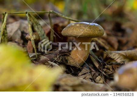 Mushroom Amanita phalloides growing in a forest during autumn on fallen leaves and twigs beneath a canopy of trees 134058828