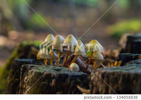 The Conifer Tuft specialises on coniferous dead wood. The stipes are often bent and they grow in tight clumps. The parasol flattens as they grow The Conifer Tuft specialises on coniferous dead wood. The stipes are often bent and they grow in tight clumps. The parasol flattens as they grow 134058836