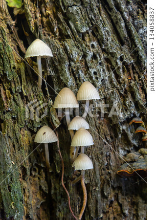 Group of Psathyrella mushrooms growing on decaying wood in a forest during late autumn Group of Psathyrella mushrooms growing on decaying wood in a forest during late autumn 134058837