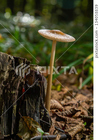 Oudemansiella radicata growing near decaying wood in a forested area Oudemansiella radicata growing near decaying wood in a forested area 134058839