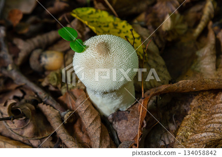 A detailed view of a Lycoperdon perlatum mushroom, also known as the common puffball, sitting on the forest floor. Its textured, round shape contrasts with the earthy surroundings 134058842