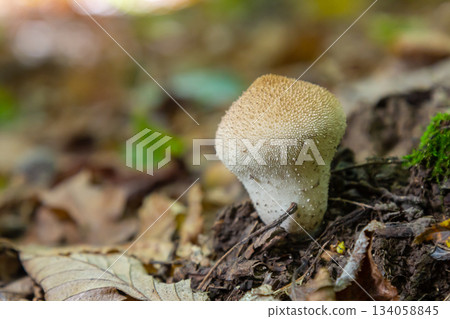 A detailed view of a Lycoperdon perlatum mushroom, also known as the common puffball, sitting on the forest floor. Its textured, round shape contrasts with the earthy surroundings 134058845