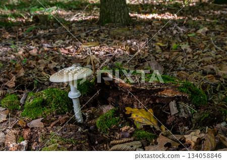 The Amanita pantherina, or the Panther Cap, a beautiful and iconic mushroom. A muted relative of the Amanita muscaria or fly agaric, its cap features a bold pattern The Amanita pantherina, or the Panther Cap, a beautiful and iconic mushroom. A muted relative of the Amanita muscaria or fly agaric, its cap features a bold pattern 134058846