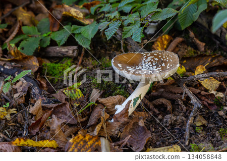 The Amanita pantherina, or the Panther Cap, a beautiful and iconic mushroom. A muted relative of the Amanita muscaria or fly agaric, its cap features a bold pattern The Amanita pantherina, or the Panther Cap, a beautiful and iconic mushroom. A muted relative of the Amanita muscaria or fly agaric, its cap features a bold pattern 134058848
