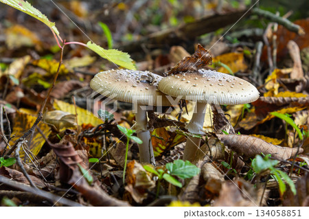 The Amanita pantherina, or the Panther Cap, a beautiful and iconic mushroom. A muted relative of the Amanita muscaria or fly agaric, its cap features a bold pattern The Amanita pantherina, or the Panther Cap, a beautiful and iconic mushroom. A muted relative of the Amanita muscaria or fly agaric, its cap features a bold pattern 134058851
