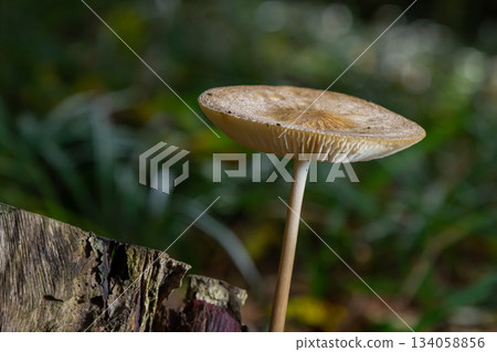 Oudemansiella radicata mushroom growing on decaying wood in a forest setting during the day Oudemansiella radicata mushroom growing on decaying wood in a forest setting during the day 134058856