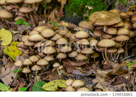 Sulphur tuft, Hypholoma fasciculare, or clustered woodlover on a dead tree 134058861