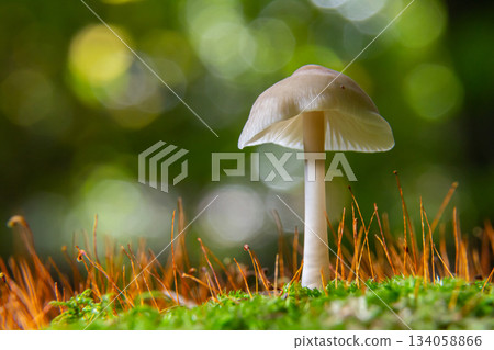 Brightly lit mycena galericulata mushroom standing alone amidst vibrant green moss and orange grass in a forest during early morning hours Brightly lit mycena galericulata mushroom standing alone amidst vibrant green moss and orange grass in a forest during early morning hours 134058866