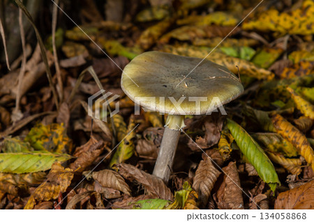 Identification of Amanita phalloides mushroom growing in a forest environment during autumn Identification of Amanita phalloides mushroom growing in a forest environment during autumn 134058868
