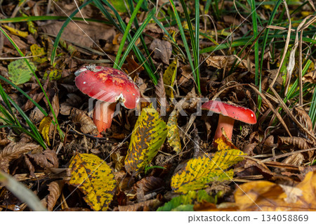 Russula rosea synonym Russula lepida, known as the rosy russula, is a north temperate, commonly found mushroom of the large brittlegill genus Russula Russula rosea synonym Russula lepida, known as the rosy russula, is a north temperate, commonly found mushroom of the large brittlegill genus Russula 134058869