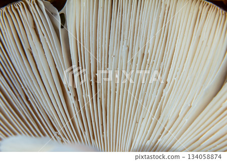Close-up view of mushroom gills, linear patterns in soft creamy tones, copy space Close-up view of mushroom gills, linear patterns in soft creamy tones, copy space 134058874